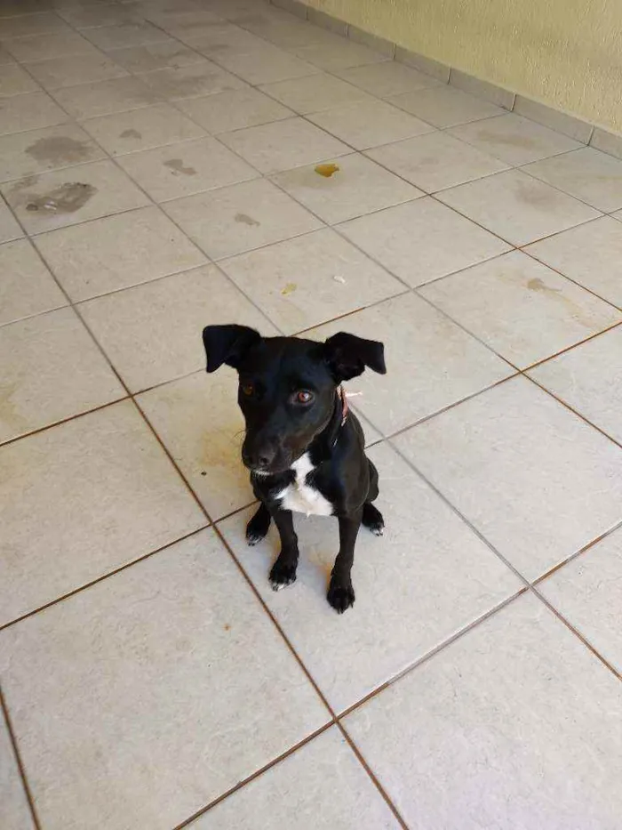 Cachorro ra a SRD idade 7 a 11 meses nome Amora