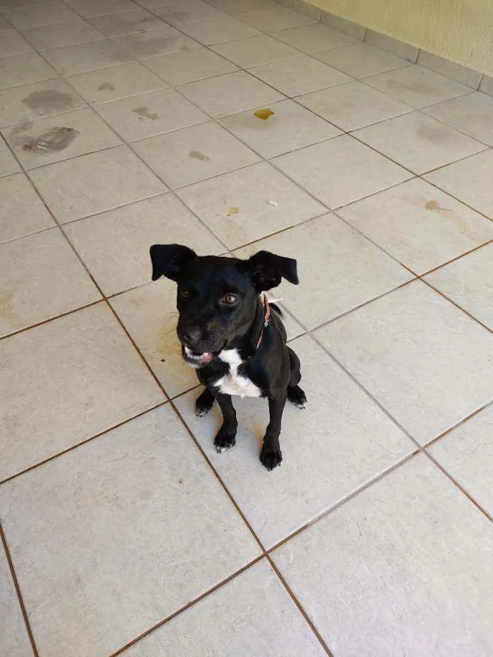 Cachorro ra a SRD idade 7 a 11 meses nome Amora