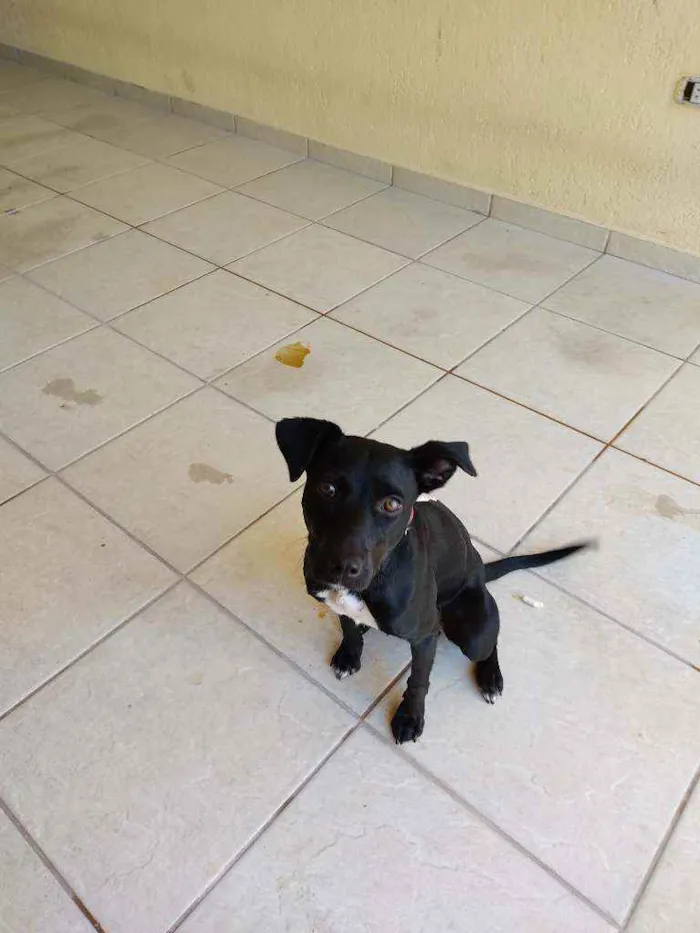 Cachorro ra a SRD idade 7 a 11 meses nome Amora