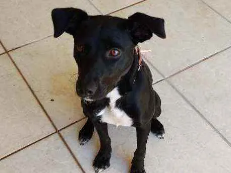 Cachorro ra a SRD idade 7 a 11 meses nome Amora