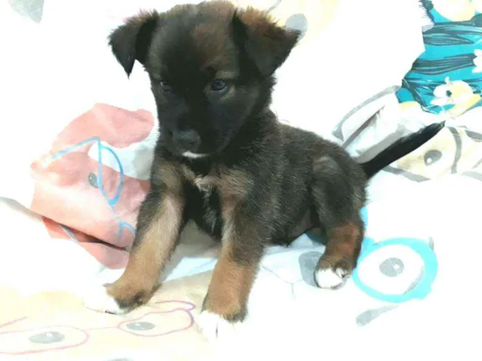 Cachorro raça  idade Abaixo de 2 meses nome Filhotes ( Adriana)