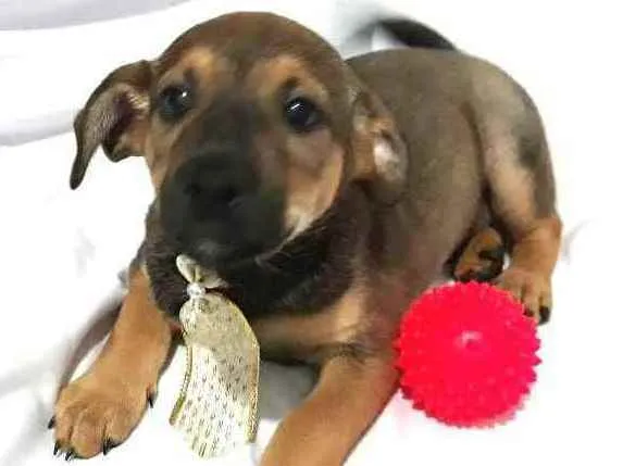 Cachorro raça  idade Abaixo de 2 meses nome Filhotes ( Adriana)