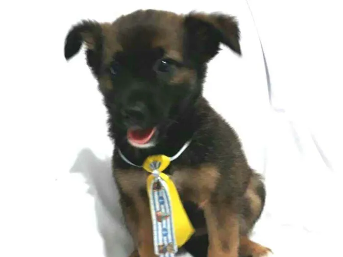 Cachorro raça  idade Abaixo de 2 meses nome Filhotes ( Adriana)