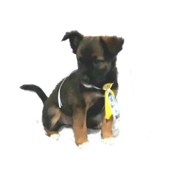 Cachorro raça  idade Abaixo de 2 meses nome Filhotes ( Adriana)