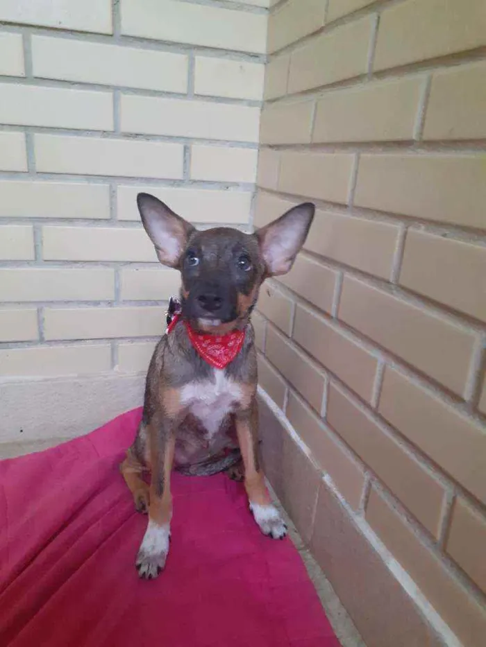 Cachorro ra a SRD idade 2 a 6 meses nome Raposinha