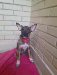 Raposinha