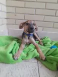 Doguinho