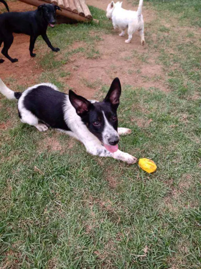 Cachorro raça Srd idade 2 anos nome Dudu