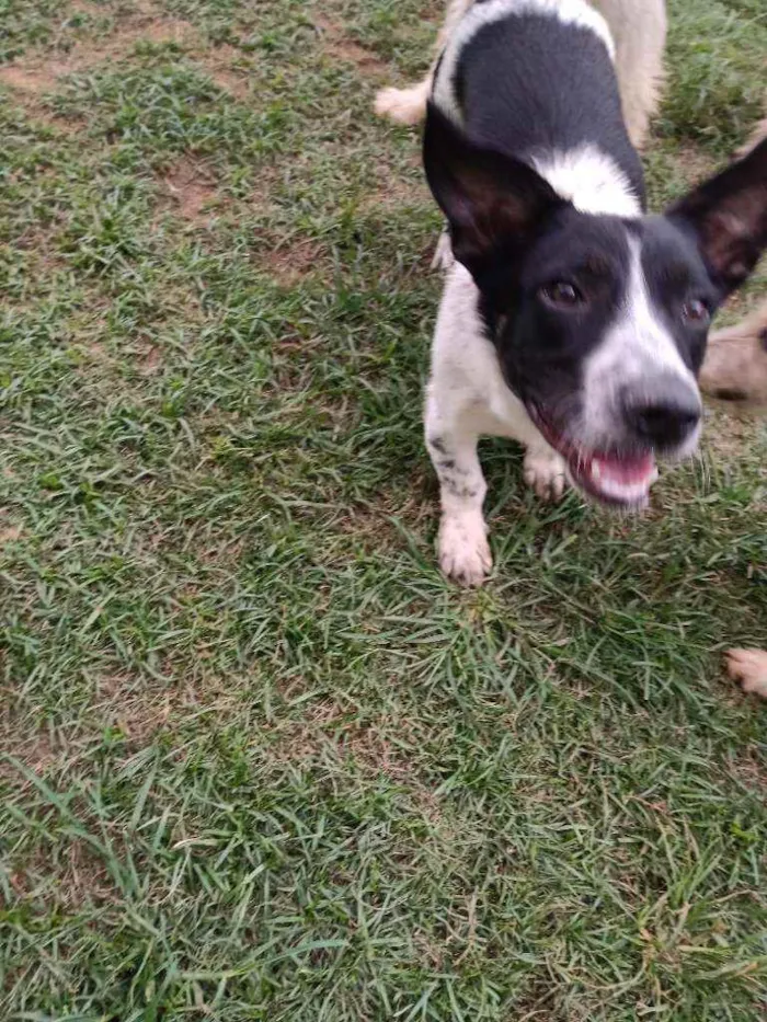 Cachorro raça Srd idade 2 anos nome Dudu