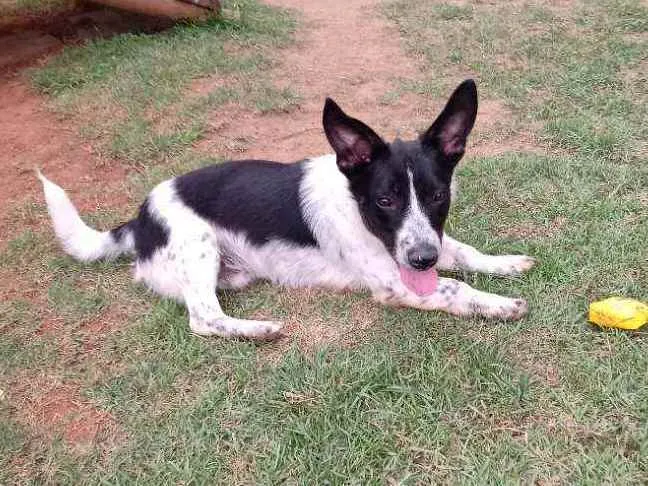 Cachorro raça Srd idade 2 anos nome Dudu
