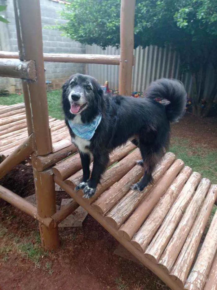 Cachorro raça Srd idade 3 anos nome Lucas