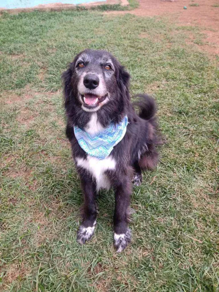 Cachorro raça Srd idade 3 anos nome Lucas