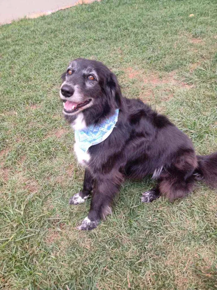 Cachorro raça Srd idade 3 anos nome Lucas