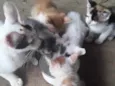 6 gatinhos abandonad