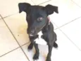 Amora