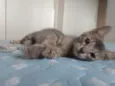 Simon