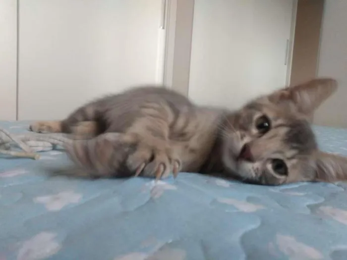 Gato raça SRD-ViraLata idade 2 a 6 meses nome Simon