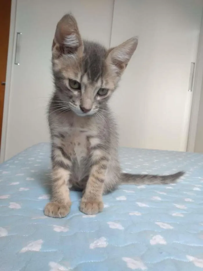 Gato raça SRD-ViraLata idade 2 a 6 meses nome Simon