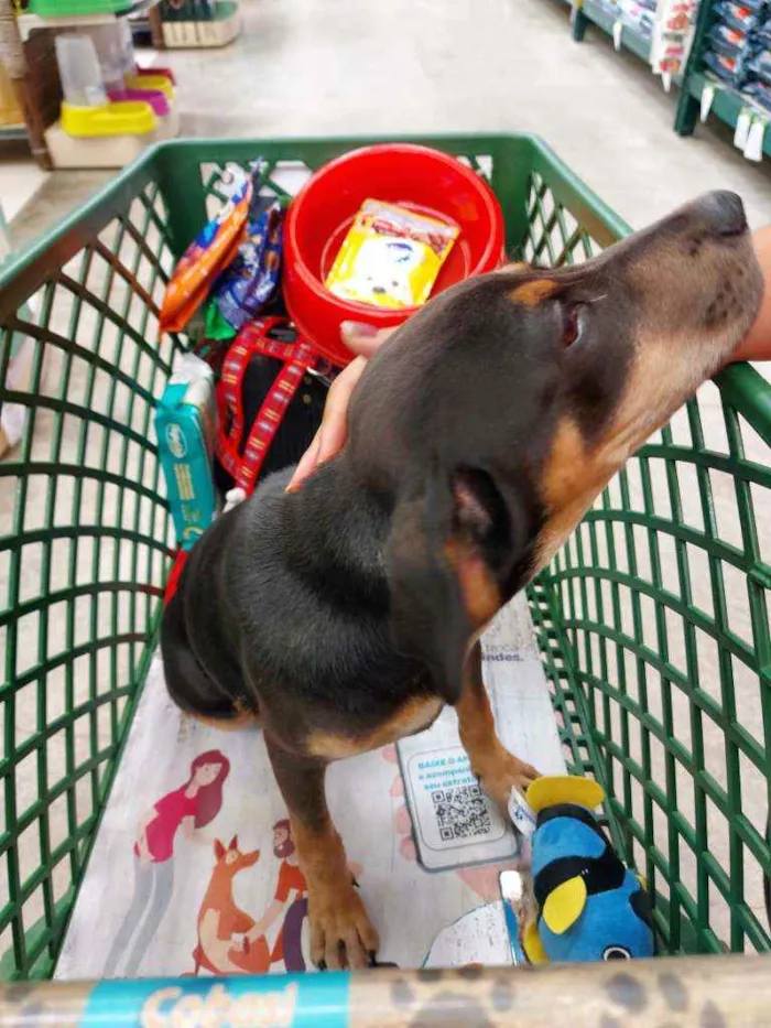 Cachorro ra a Vira lata idade 2 a 6 meses nome Romeu