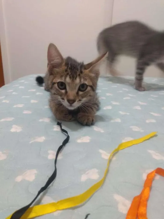Gato raça SRD-ViraLata idade 2 a 6 meses nome Daphne