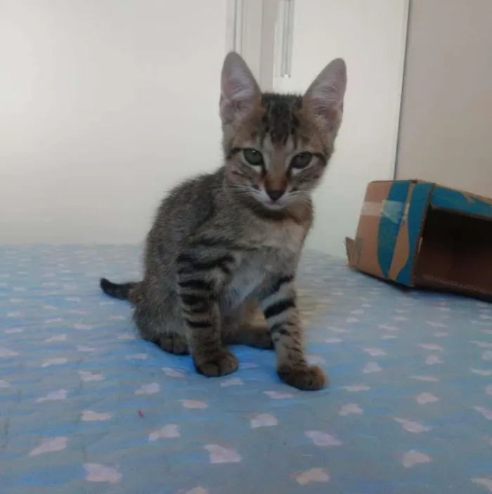 Gato raça SRD-ViraLata idade 2 a 6 meses nome Daphne