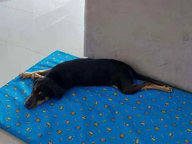 Cachorro ra a Vira lata idade 2 a 6 meses nome Romeu