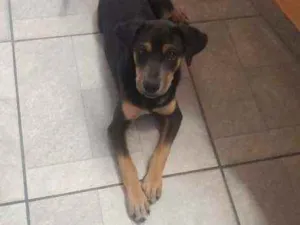 Cachorro raça Vira lata idade 2 a 6 meses nome Romeu