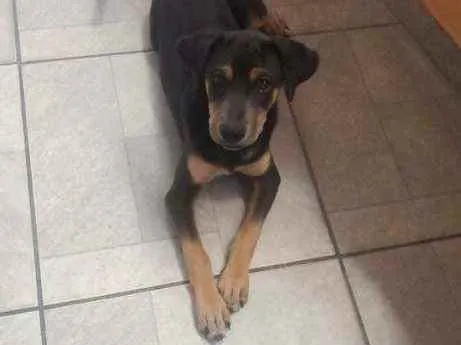 Cachorro ra a Vira lata idade 2 a 6 meses nome Romeu