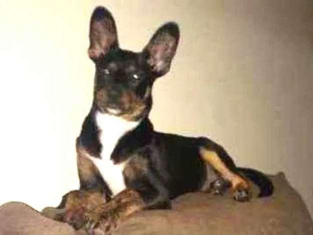 Gato raça Srd idade 7 a 11 meses nome Neguinho 