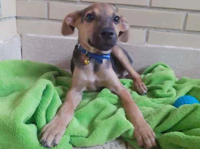 Cachorro ra a SRD idade 2 a 6 meses nome Doguinho 