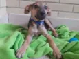 Doguinho