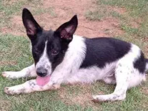 Cachorro raça Srd idade 2 anos nome Dudu