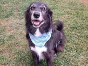Cachorro raça Srd idade 3 anos nome Lucas