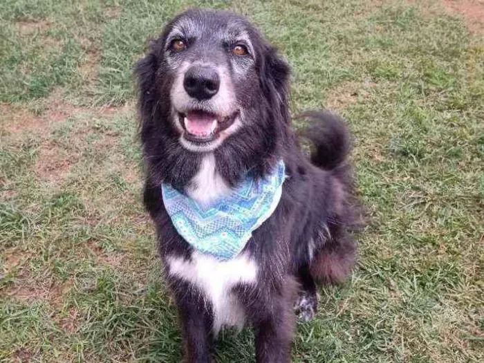 Cachorro raça Srd idade 3 anos nome Lucas