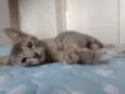Simon