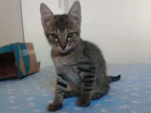 Gato raça SRD-ViraLata idade 2 a 6 meses nome Daphne