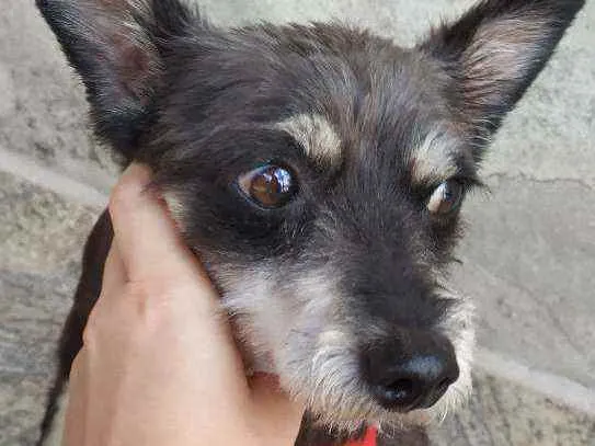 Cachorro raça Não sei idade 3 anos nome Guaxinim