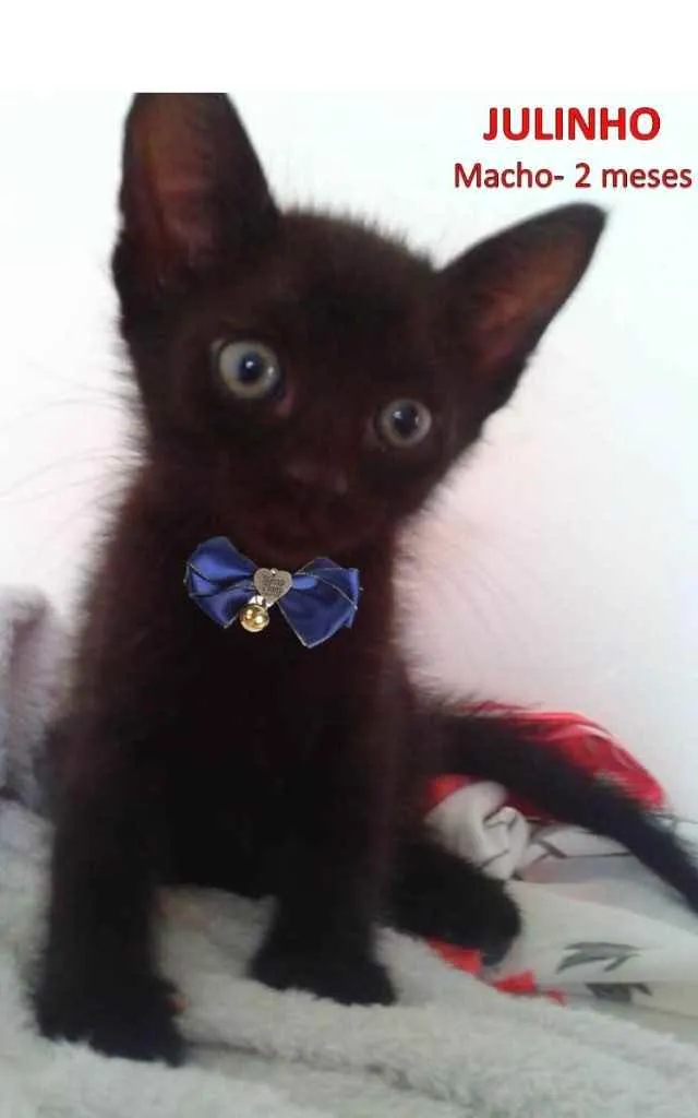 Gato ra a SRD idade 2 a 6 meses nome Julinho 