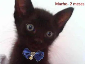 Gato raça SRD idade 2 a 6 meses nome Julinho 
