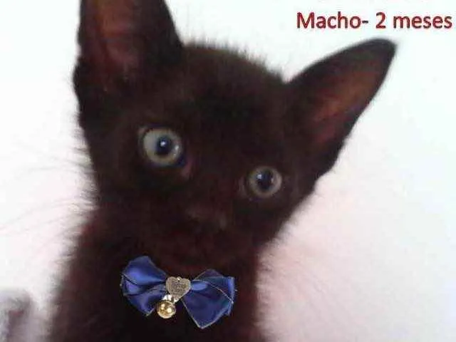 Gato ra a SRD idade 2 a 6 meses nome Julinho 