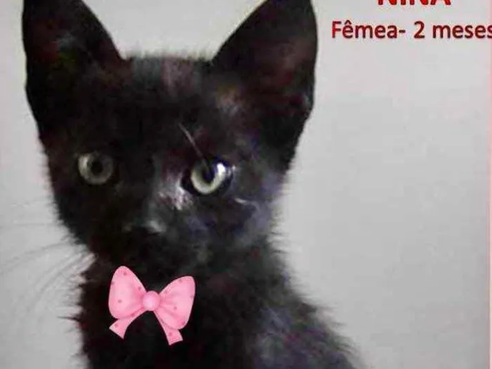 Gato ra a SRD idade 2 a 6 meses nome Nina 