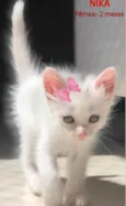 Nika 