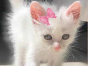 Gato raça SRD idade 2 a 6 meses nome Nika 