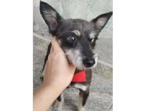 Cachorro raça Não sei idade 3 anos nome Guaxinim