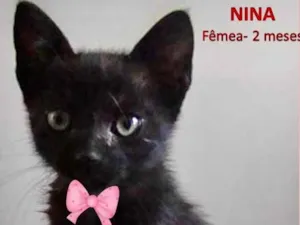 Gato raça SRD idade 2 a 6 meses nome Nina 