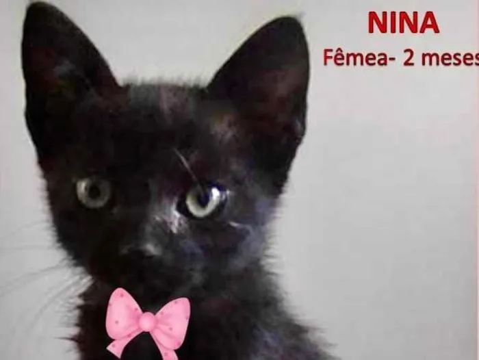 Gato ra a SRD idade 2 a 6 meses nome Nina 