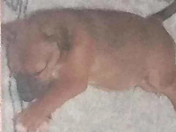 Cachorro ra a Viralata filhote  idade Abaixo de 2 meses nome Atende pelo nome nin