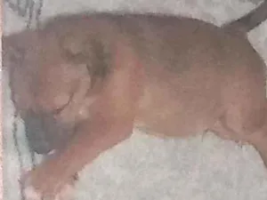 Cachorro raça Viralata filhote  idade Abaixo de 2 meses nome Atende pelo nome nin