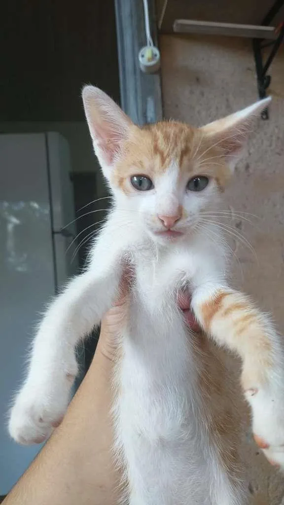 Gato ra a Vira lata idade Abaixo de 2 meses nome Inácio e Chuuya