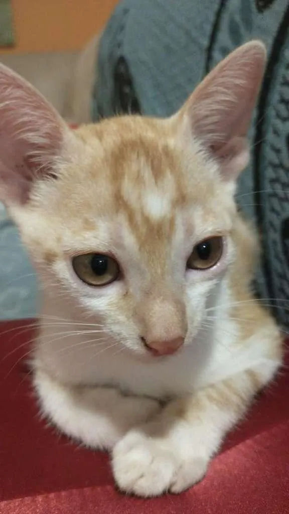 Gato ra a Vira lata idade Abaixo de 2 meses nome Inácio e Chuuya